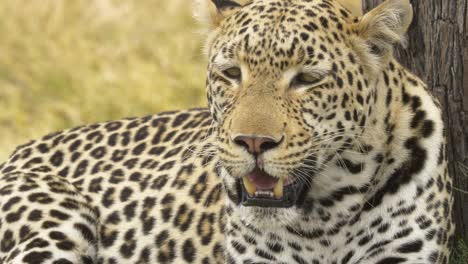 Close-portrait-shot-of-a-powerful-panting-leopard-as-turning-its-head