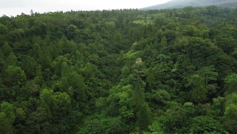 Sobrevuelo-Aéreo-Denso-Bosque-En-La-Ladera-Del-Volcán-Merapi-Durante-El-Día-Soleado-En-Java-Central-De-Indonesia