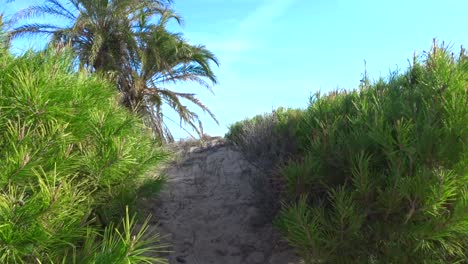 a-Moving-shot-of-the-tropical-walk-to-the-beach,-with-palm-trees-and-green-bushes-on-a-warm-summer-day