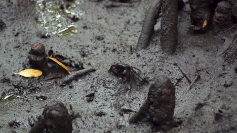Kleine-Krabbe-Auf-Nassem,-Schlammigem-Dschungelboden-Zwischen-Mangrovenwurzeln