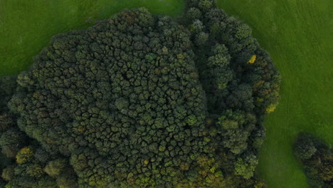 Aerial-view-of-deciduous-and-coniferous-treetops-in-the-middle-of-the-landscape