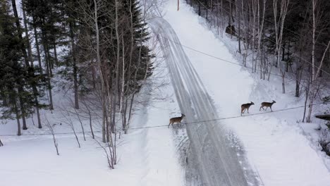 Watching-three-deer-walk-off-snowy-road-before-flying-away-AERIAL