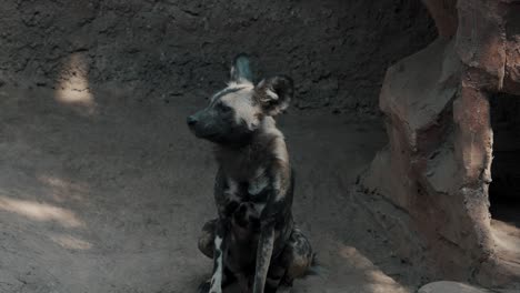 African-wild-dog-sits-and-yawns-in-the-shade,-distinctive-camouflaged-coat