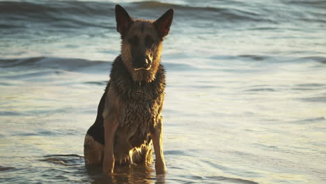 Deutscher-Schäferhund-Sitzt-Am-Strand-Mit-Wellenrollen-In-Santa-Barbara,-Kalifornien,-Goldene-Stunde