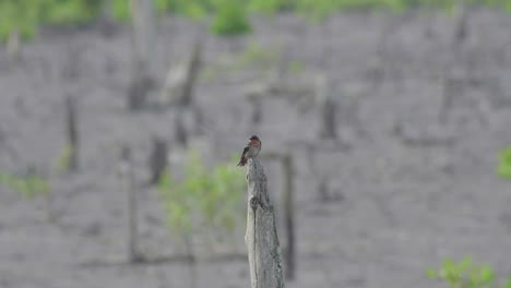 Pacific-swallow-flying-and-perching-on-dead-tree