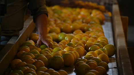 Naranjas-Cuidadosamente-Seleccionadas-Por-La-Mano-Del-Agricultor
