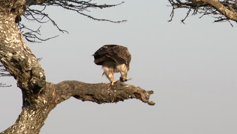 Tawny-eagle-eating-his-catch-while-sitting-on-a-branch
