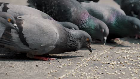 Close-Up-Of-Feral-Pigeons-Feeding-On-The-Ground