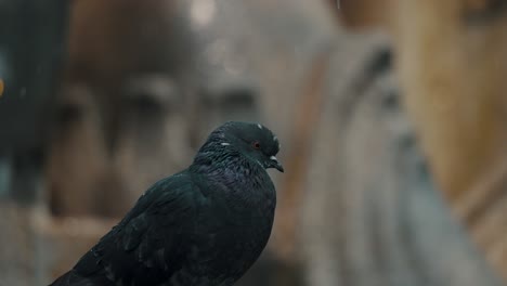 Close-Up-Of-Black-Pigeon-In-The-City-Of-Antigua-Guatemala
