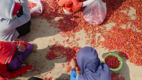 An-agricultural-farming-field-in-Giang-province,-Vietnam-seen-from-an-aerial-perspective,-where-children-workers-are-selecting-and-sorting-the-red-chili-peppers-manually-by-hand