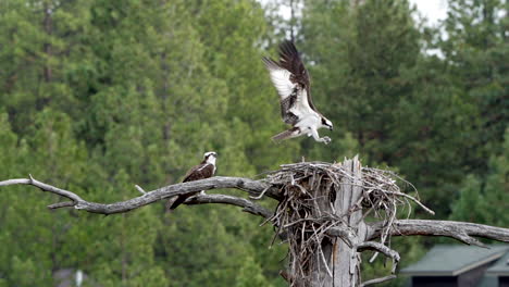 Slow-motion-of-osprey-flying-to-nest-with-mate-perched-on-a-branch