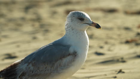 Seagull-looking-for-scraps-on-the-sandy-beach---alert-in-the-sun-in-slow-motion