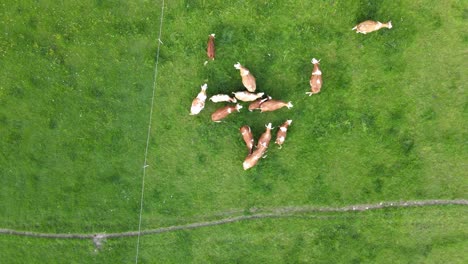 Von-Oben-Nach-Unten,-Luftaufnahme-Einer-Gruppe-Von-Kühen-Auf-Grünem-Gras