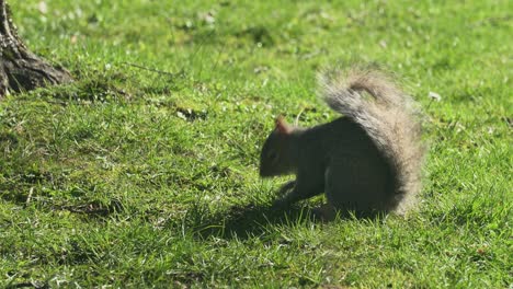 Gray-Squirrel-feeding-on-nuts-food,-in-spring-sunny-day
