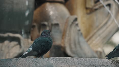 Selektive-Fokusaufnahme-Einer-Beobachtenden-Gemeinen-Taube-Auf-Einem-Brunnen-In-Antigua-Guatemala
