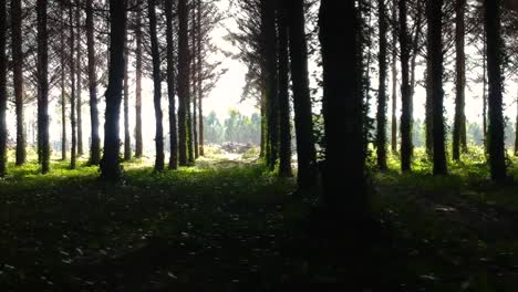 Drone-fly-in-the-coniferous-forest,-showing-light-between-trunks