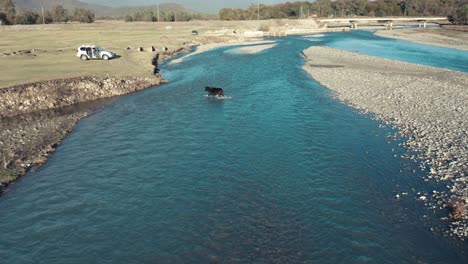Black-Cow-Crossing-The-Shallow-Area-Of-Alazani-River-In-Georgia