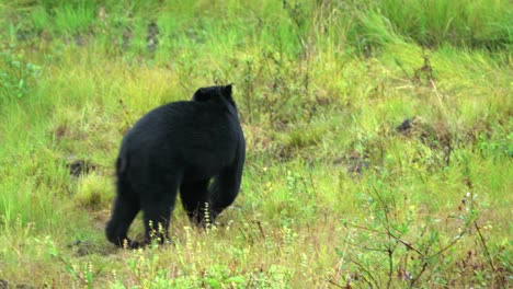Wild-black-bear-encounter-close-to-a-residential-area-in-California---Ursus-americanus-californiensis