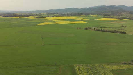 Cinematic-drone-flight-over-a-green-and-yellow-cultivated-field-with-green-mountains-in-the-background