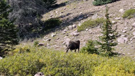 A-female-moose-grazing-on-a-large-green-bush-in-slow-motion-up-near-the-Lower-Red-Castle-Lake-in-the-High-Uinta-National-Forest-between-Utah-and-Wyoming-on-a-backpacking-hike-on-a-summer-day