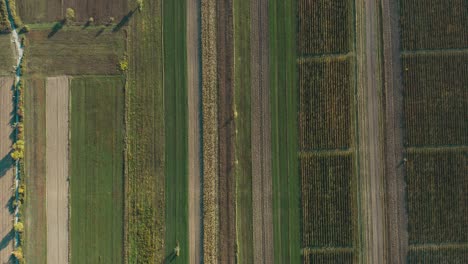 Luftbild-Von-Oben-Nach-Unten-Auf-Grüne-Weinbergfelder-Tagsüber---Drohnenaufnahme