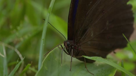 Eine-Nahaufnahme-Eines-Morpheus-Schmetterlings,-Der-Wassertröpfchen-Von-Der-Oberfläche-Eines-Grünen-Blattes-Trinkt