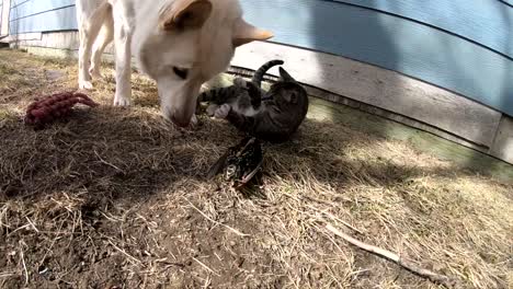 SLOW-MOTION---White-adult-husky-dog-and-a-tabby-cat-playing-with-a-dead-bird-in-the-backyard-of-a-house-in-the-country