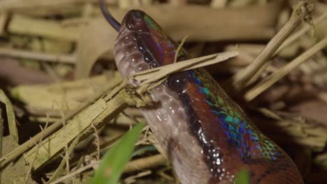 A-close-up-shot-of-the-head-of-beautiful-rainbow-boa-snake-as-it-flicks-its-tongue-in-search-among-the-ground-of-dead-grass