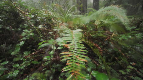 A-close-up-shot-of-a-fern-in-the-pnw-coastal-rainforest