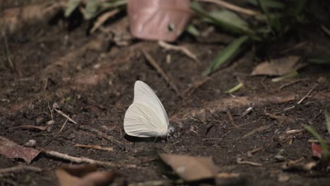 White-Satin-Moth-On-The-Forest-Foreground