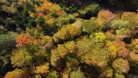 Aerial-top-down-view-of-autumn-foliage-over-forest-during-full-fall-season