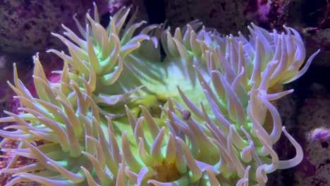 Large-Sea-anemone-.-Purple-and-green-colors