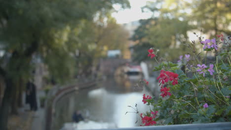 Beautiful-flowers-with-a-out-of-focus-canal-in-the-background-in-Utrecht-city,-the-Netherlands
