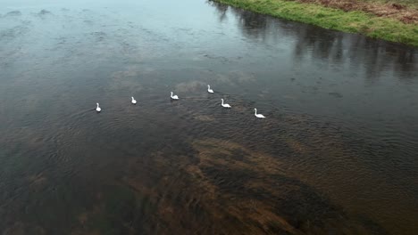 AERIAL:-Rotating-Shot-of-Six-Swans-Swiming-Against-Current-in-Cold-River-in-Autumn