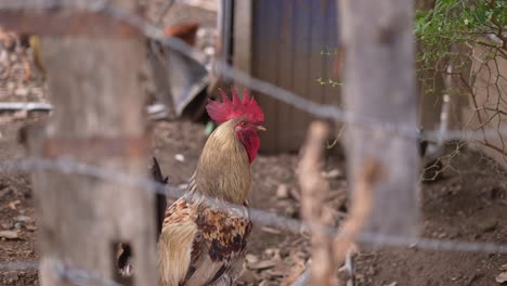 hens-in-the-street