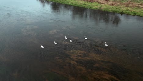 AERIAL:-Six-Swans-Swiming-Against-Current-in-Cold-River-in-Autumn
