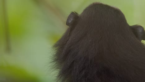 Tight-close-up-of-saddleback-tamarin-monkey-face-with-Green-background