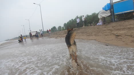 Perro-Pastor-Alemán-Caminando-Por-La-Playa-Visto-Por-Mucha-Gente