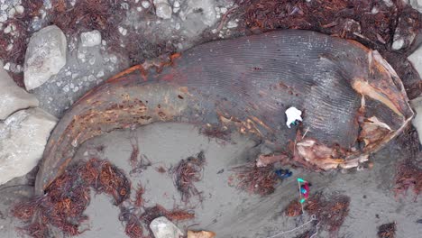 Aerial-Birds-Eye-View-Of-Washed-Up-Blue-Whale-Carcass-Being-Investigated-By-Marine-Biologists-On-Chiloe-Island-Beach