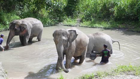 Elefantes-Siendo-Lavados-En-Uno-De-Los-Santuarios-En-Chiang-Mai,-Tailandia