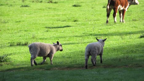 Junges-Neugeborenes-Lamm,-Das-Auf-Grünem-Gras-In-Hawkes-Bay,-Neuseeland,-Weidet