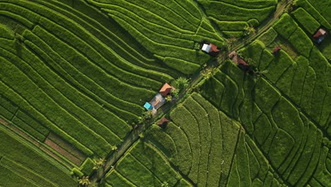 Amazing-lush-rice-field-landscape-of-Jatiluwih,-top-down,-Unesco-Heritage-Site