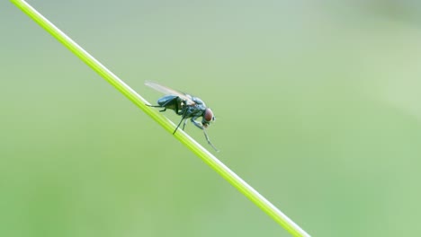 Fly-sitting-on-grass-clear-green-background-soft-light