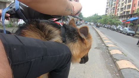 Joven-Pastor-Alemán-Disfrutando-De-Un-Paseo-En-Moto-Por-Las-Calles-De-La-Ciudad-|-El-Perro-Pastor-Alemán-Se-Sienta-En-Una-Moto