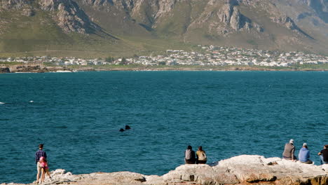 Ballena-Franca-Boca-Arriba-Con-Aletas-En-El-Aire-Entreteniendo-A-Los-Turistas