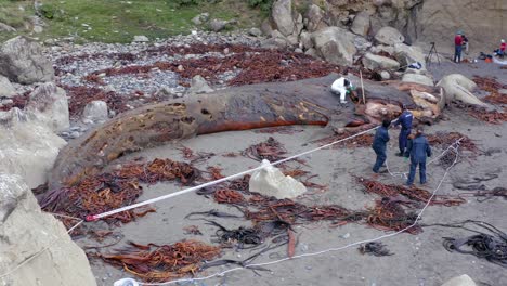 Aerial-View-Of-Marine-Biologists-Inspecting-Washed-Up-Rotten-Carcass-Of-Blue-Whale-On-Island-Of-Chiloe-In-Chile-And-Using-Hand-Winch-To-Remove-Bone