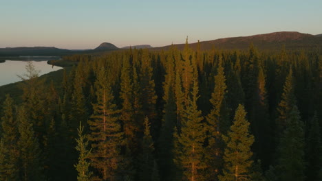 Stunning-drone-shot-flying-near-a-sunset-lit-forest,-tall-trees