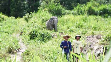 Photographers-taking-pictures-of-wild-elephants-in-the-mountains-of-Chiang-Mai,-Thailand