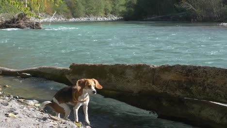 Der-ängstliche-Beagle-Hund-Versucht-An-Einem-Sonnigen-Tag,-Einen-Extrem-Fließenden-Fluss-Zu-überqueren