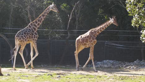 Rothchilds-En-Peligro-De-Extinción-Y-Jirafa-Reticulada-En-El-Zoo-Lunaret-De-Montpellier,-Francia